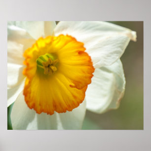 Daffodil Poster