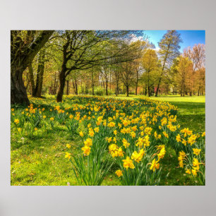 DAFFODIL POSTER