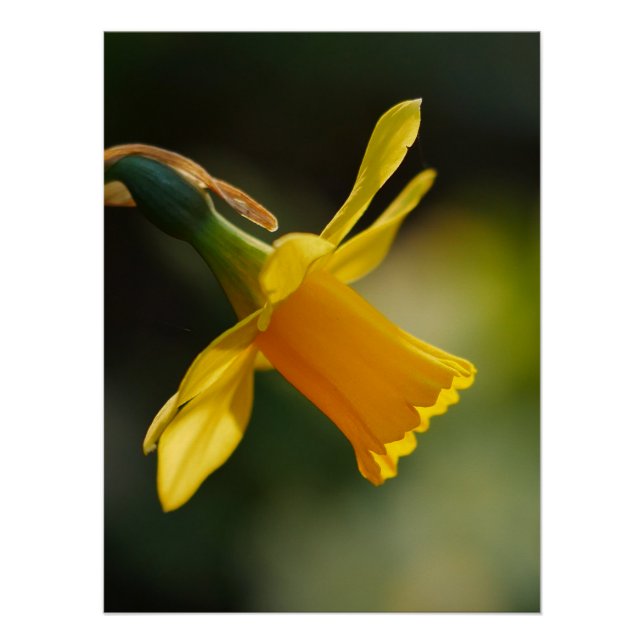 Daffodil Poster (Vorderseite)