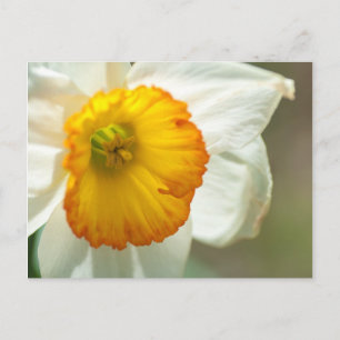 Daffodil Postkarte