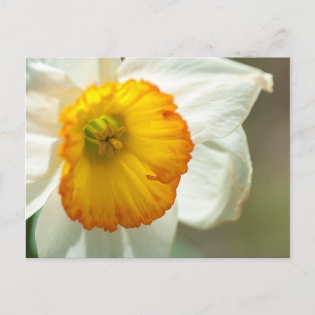 Daffodil Postkarte (Vorderseite)