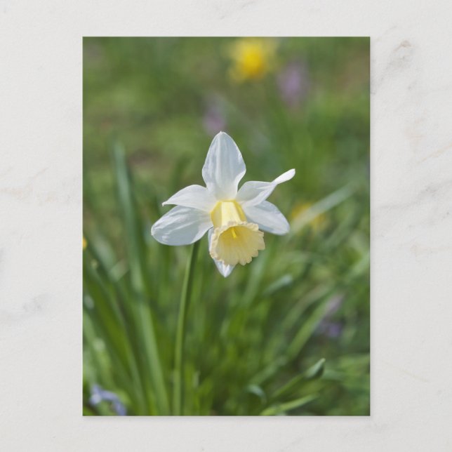 Daffodil Postkarte (Vorderseite)