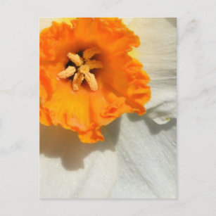 Daffodil Postkarte