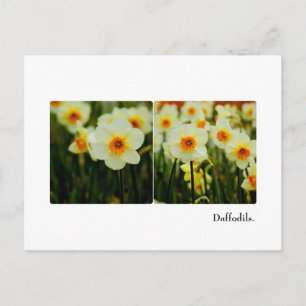 Daffodil Postkarte
