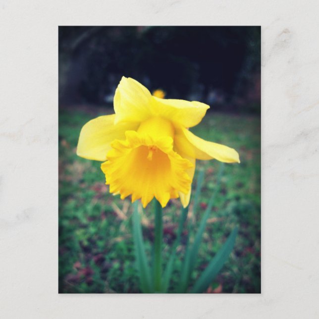 Daffodil Postkarte (Vorderseite)