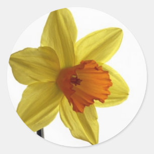 Daffodil Runder Aufkleber
