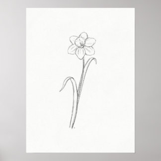 Daffodil Sketch Print Poster