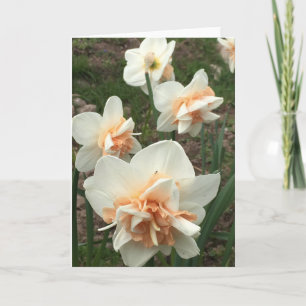 Daffodil Spring Greeting Card Karte
