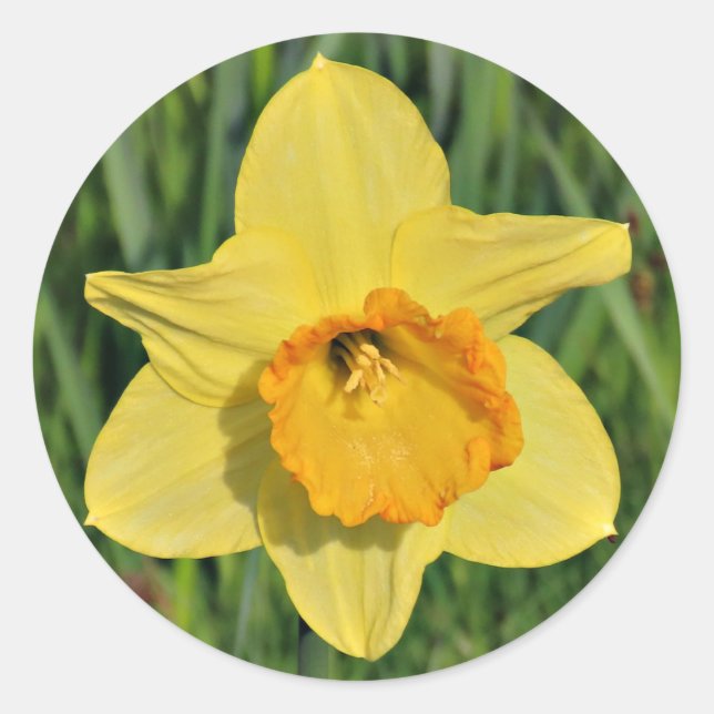 Daffodil Stickers (Vorderseite)