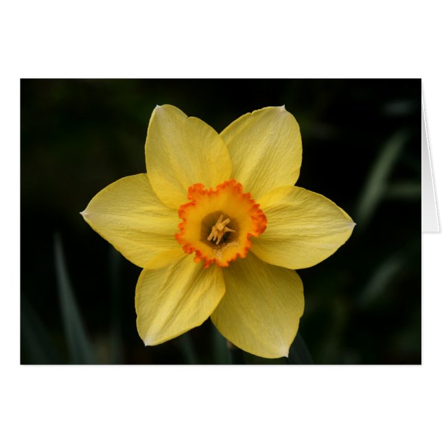 "daffodil" von Larry Coressel (Vorderseite (Horizontal))