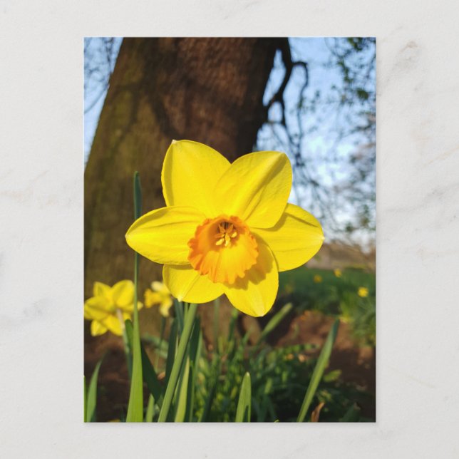 Daffodile dans la carte postale du parc (Devant)