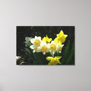 Daffodiles éclairés (WestCreek) Toile enveloppée I