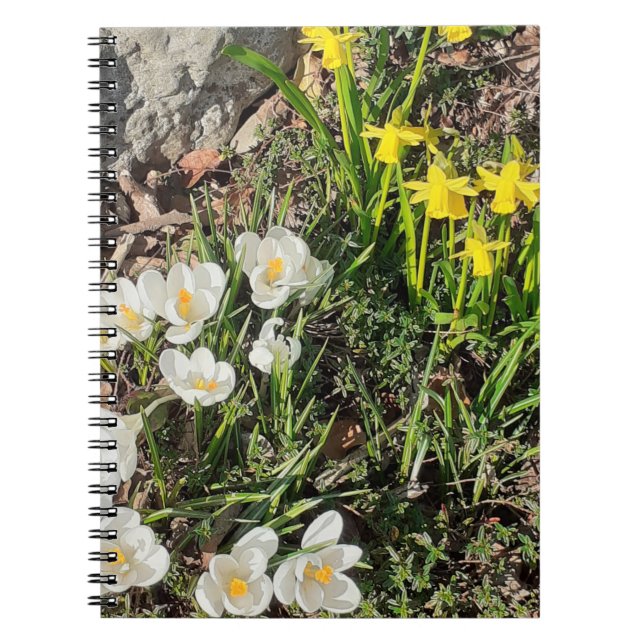 Daffodiles et Carnet Spiral Crocus (Devant)