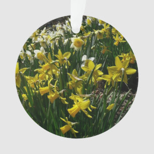 Daffodiles jaunes et blancs Fleurs de printemps