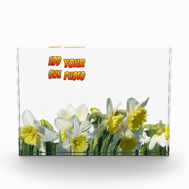 Daffodiles Poussière blanche et jaune. Bloc photo (Devant)