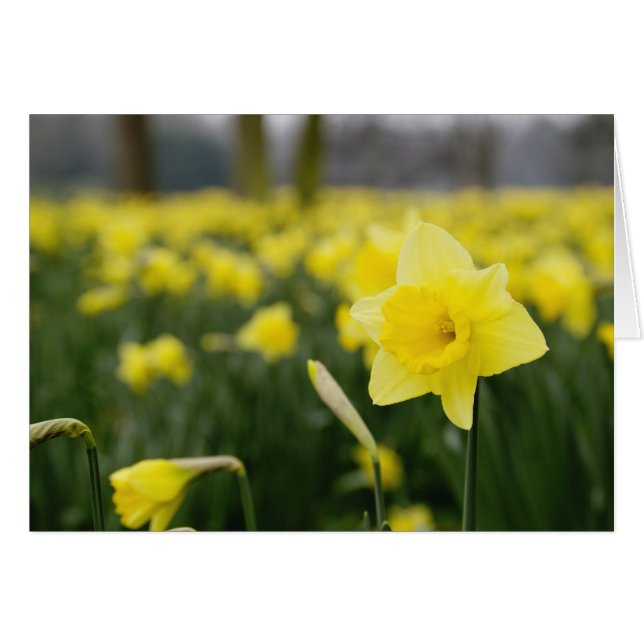 Daffodiles (RF) (Devant horizontal)