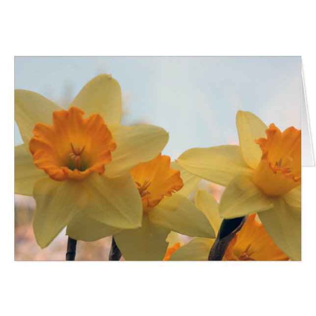 Daffodills (Vorderseite (Horizontal))