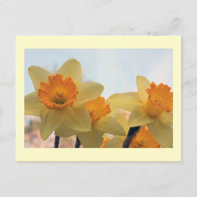 Daffodills Postkarte (Vorderseite)