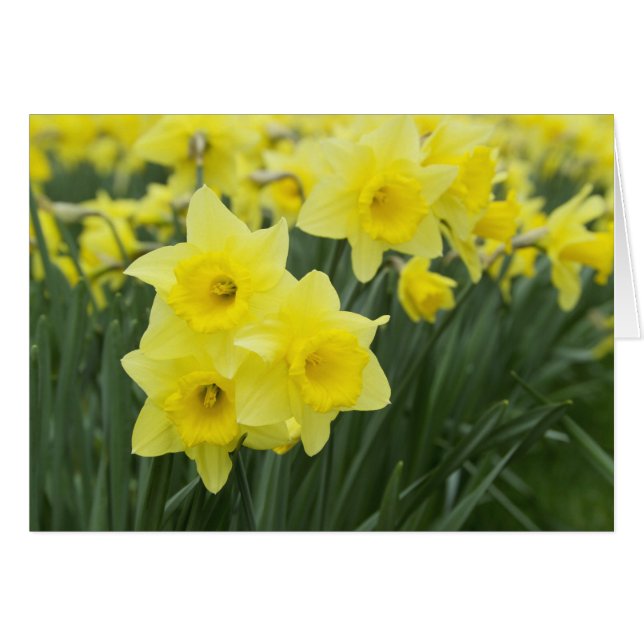 Daffodils (Vorderseite (Horizontal))