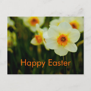 Daffodils  • Easter Postcard Feiertagspostkarte