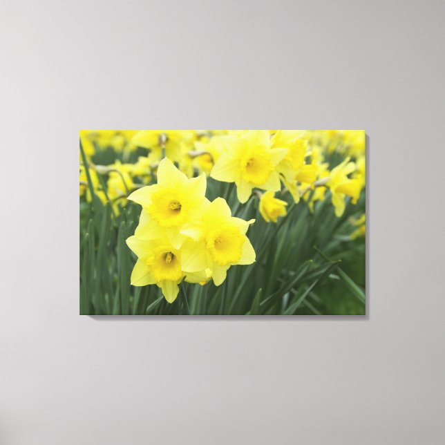 Daffodils Leinwanddruck (Vorderseite)