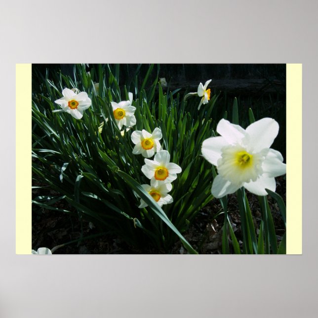 DAFFODILS, NARCISSUS POSTER (Vorne)