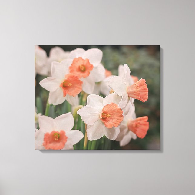 Daffodils Peach Leinwanddruck (Vorderseite)