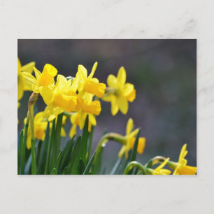 Daffodils Postkarte