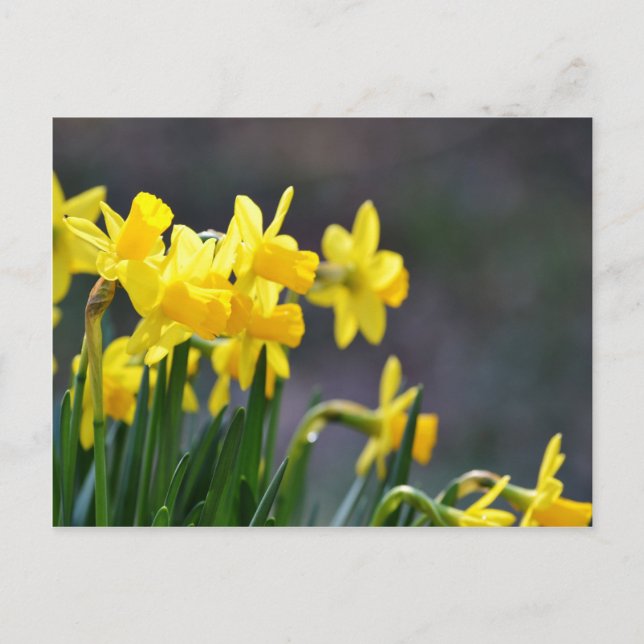 Daffodils Postkarte (Vorderseite)