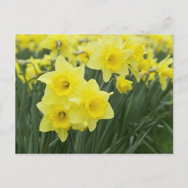 Daffodils Postkarte (Vorderseite)