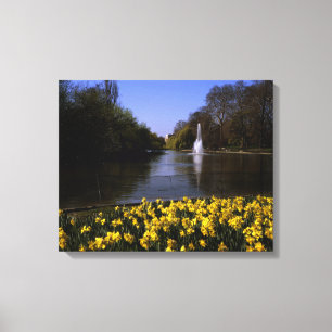 Daffodils St James's Park London Leinwanddruck
