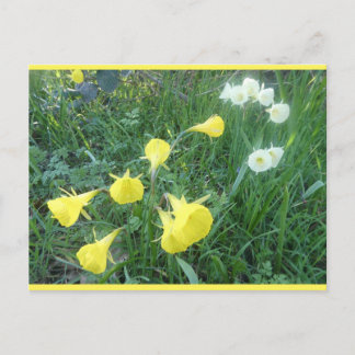 Daffodils White & Yellow Arctic Bells DIY Postcard Feiertagspostkarte
