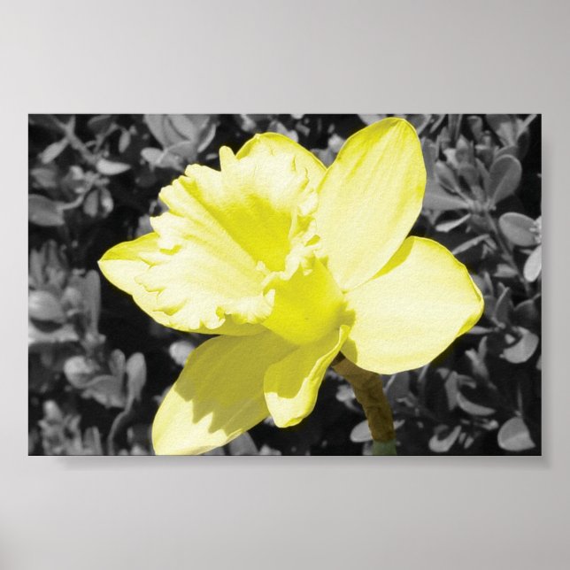 Daffodin im Blut Poster (Vorne)