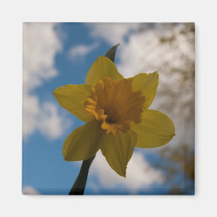 Daffodin im Frühjahr Magnet