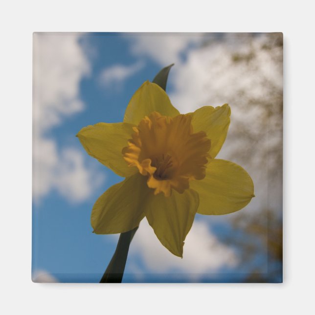 Daffodin im Frühjahr Magnet (Vorne)