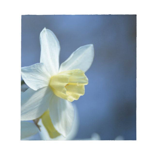 Daffodin im Frühjahr Notizblock (Vorderseite)