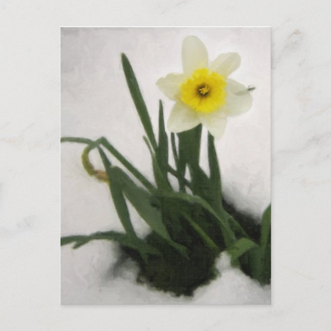Daffodin im Schnee Postkarte (Vorderseite)