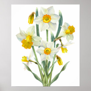 Daffodin Spring Blume Bouquet Floral Wasserfarbe Poster