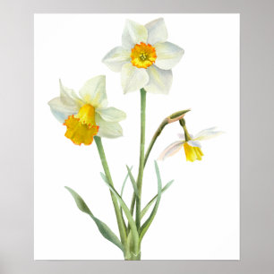Daffodin Spring Blume Bouquet Floral Wasserfarbe Poster