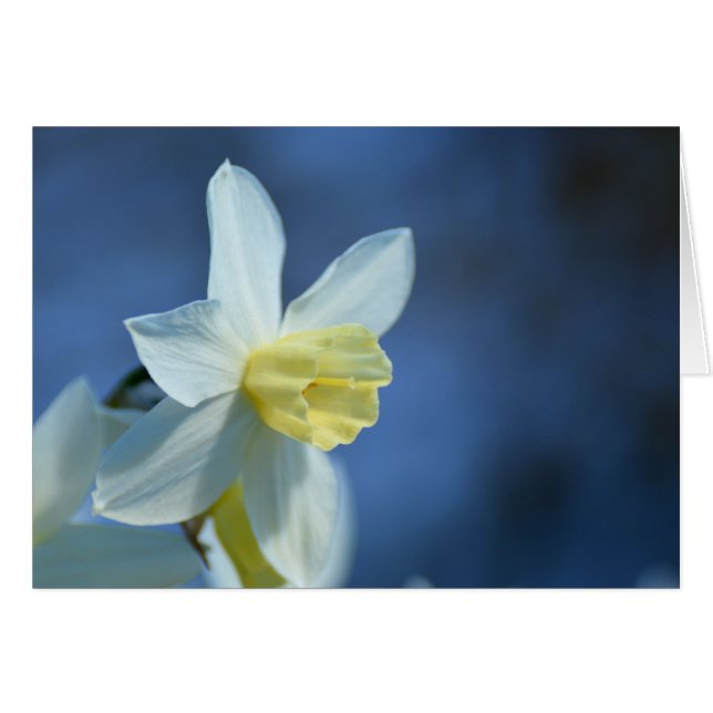 Daffodique au printemps (Devant horizontal)