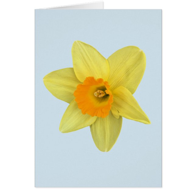 Daffodique de printemps jaune sur bleu pâle (Devant)