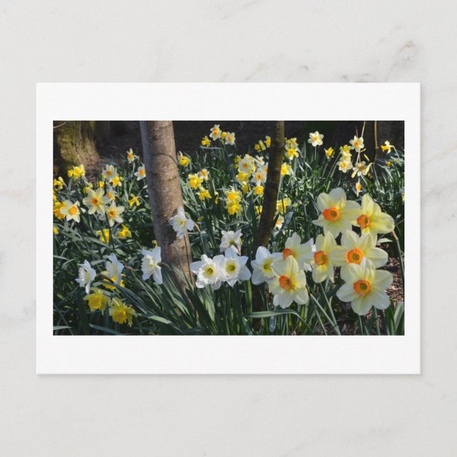 Daffodique Dell : Cheshire, England Carte postale (Devant)