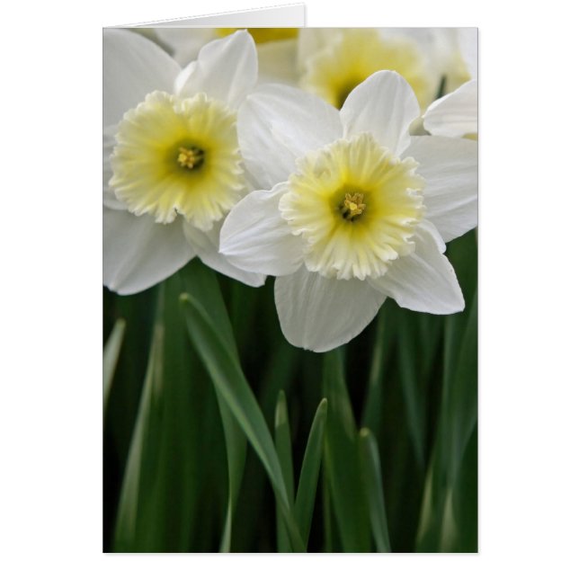 Daffodiques (Devant)