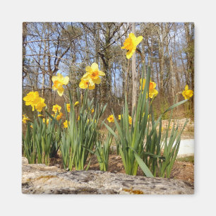 Daffodiques au aimant de Pâques