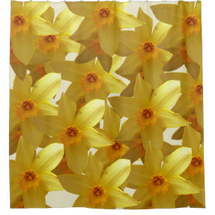 Daffodiques rideau de fleur