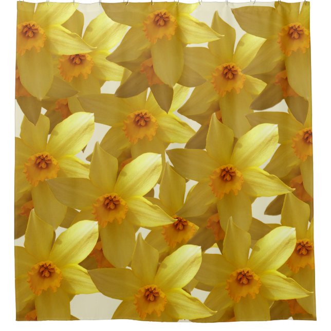 Daffodiques rideau de fleur (Devant)