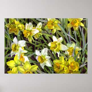 Daffodis Poster Print