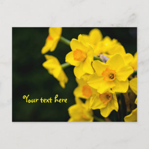 Daffodis Postkarte