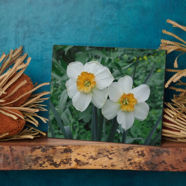 Daffodische Blume Fotoplatte (Seite)