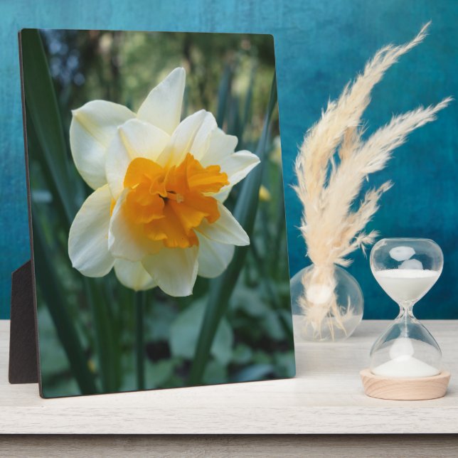 Daffodische Blume Fotoplatte (Seite)